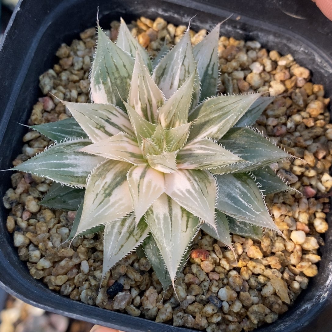 一颗实生原始玉露锦 开播福利