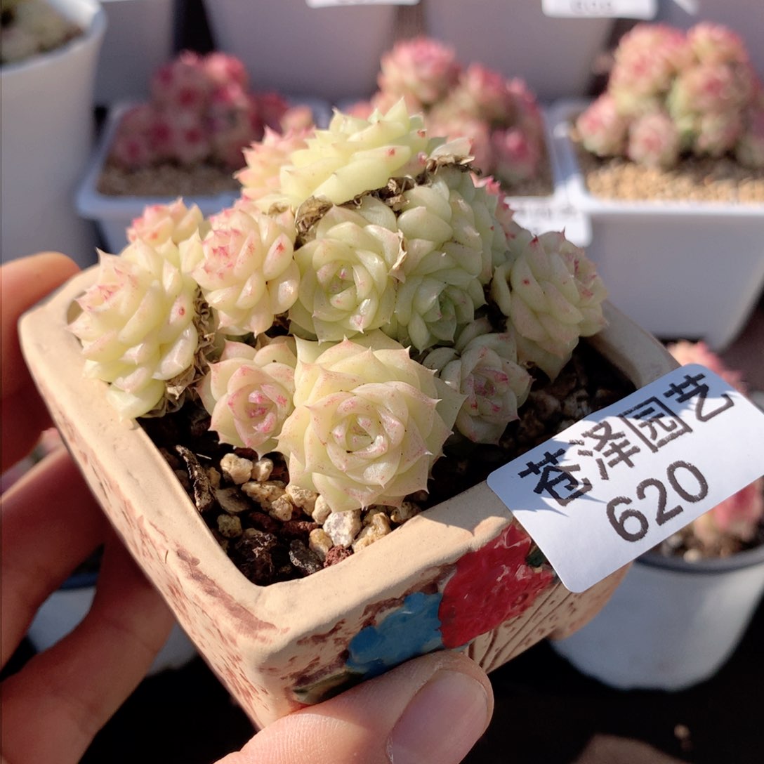 陈**儿620白天鹅送盆 不包整散