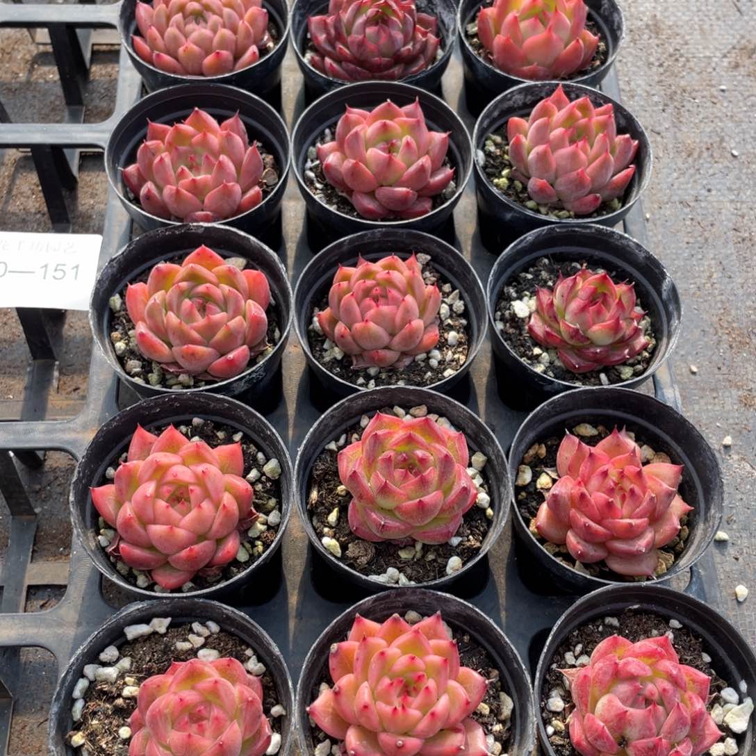 一物一拍18颗30-151