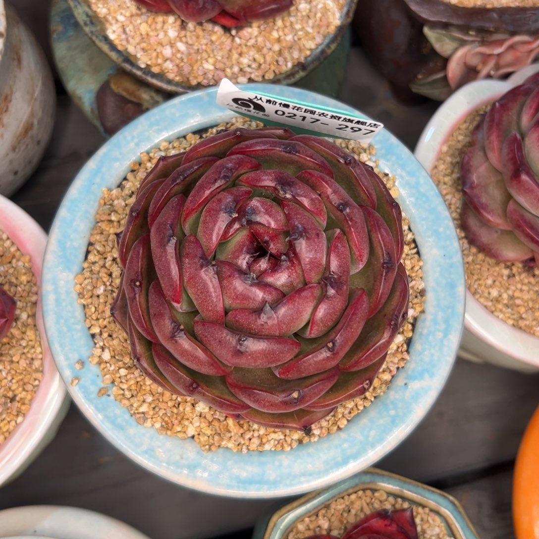 多肉一物一拍0217-297