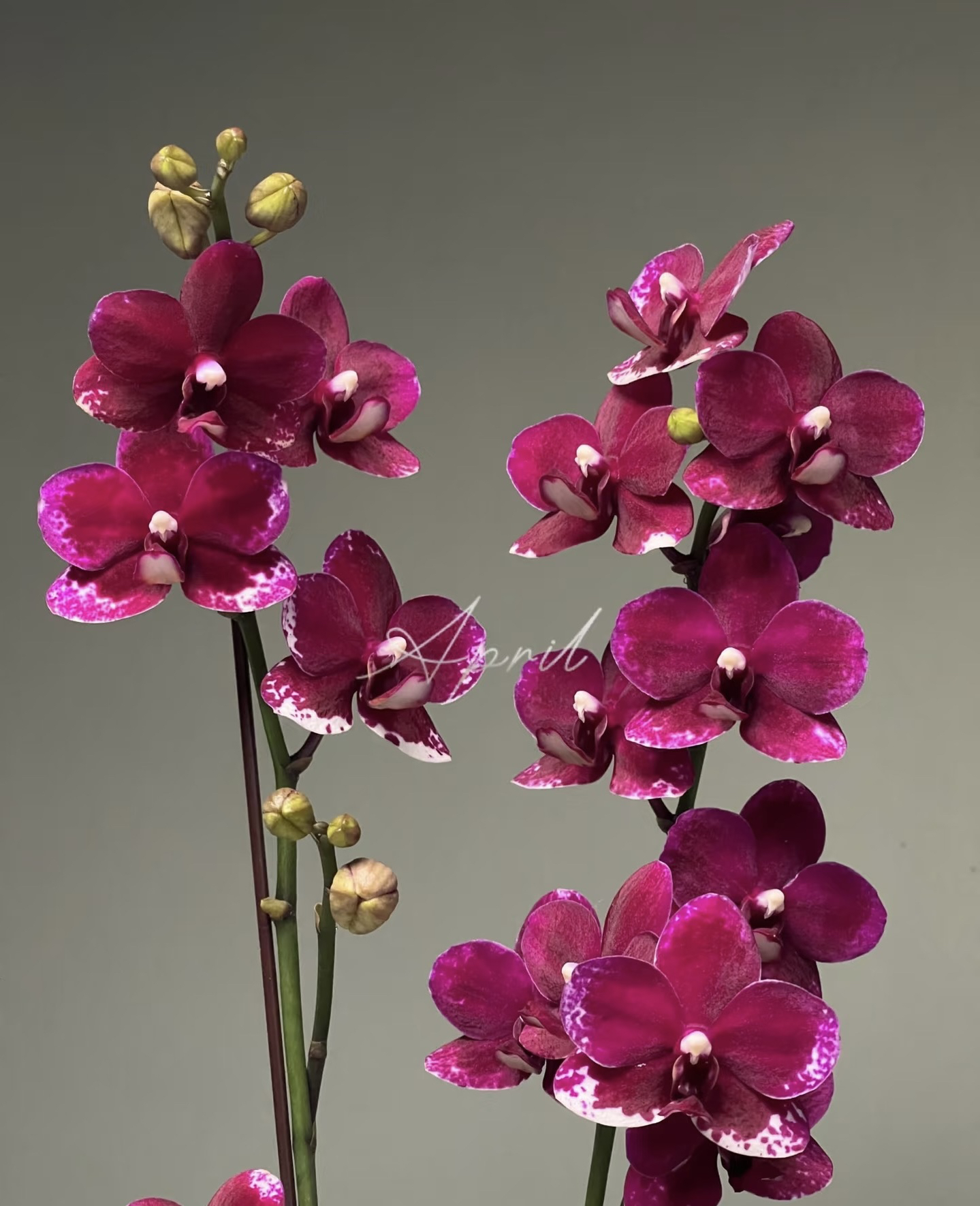 带花剑【胭脂】2.8寸带剑，根系好稀缺品种，蜡质花花期长