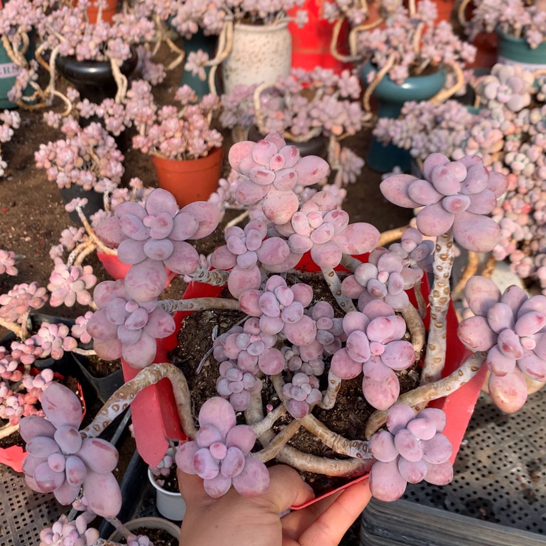 桃蛋老桩有瑕疵福利14号