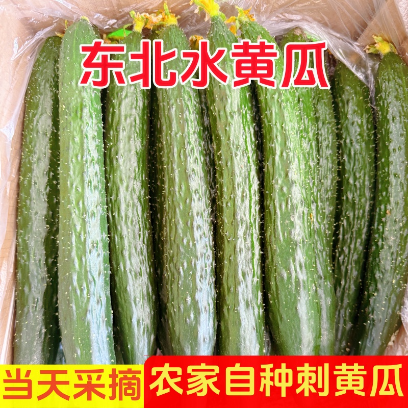 东北水黄瓜刺黄瓜长黄瓜绿心水黄瓜正宗青瓜黄瓜蔬菜黄瓜包邮商用
