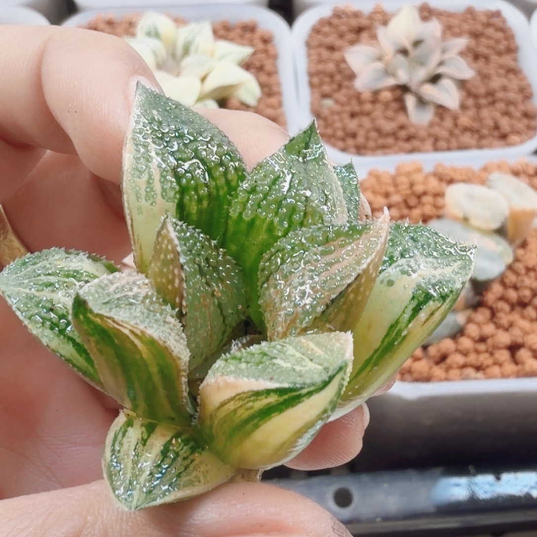 工***室十二卷五彩黑蝶龙无根