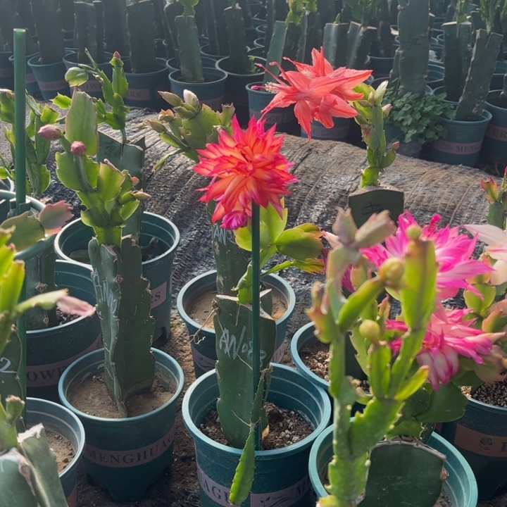 范***全1号086粉，。           