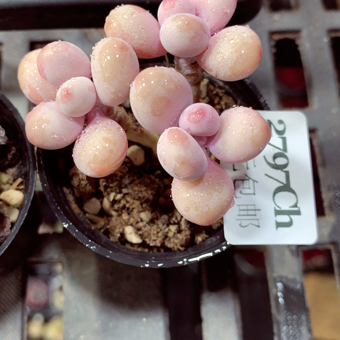 5厘米盆精控多肉2797