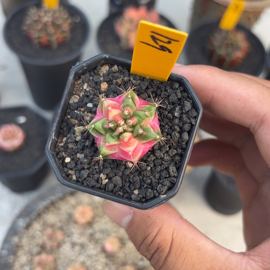 129-1129泰国发货多肉