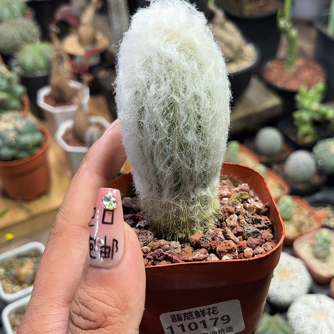 110179一物一拍单老乐单头