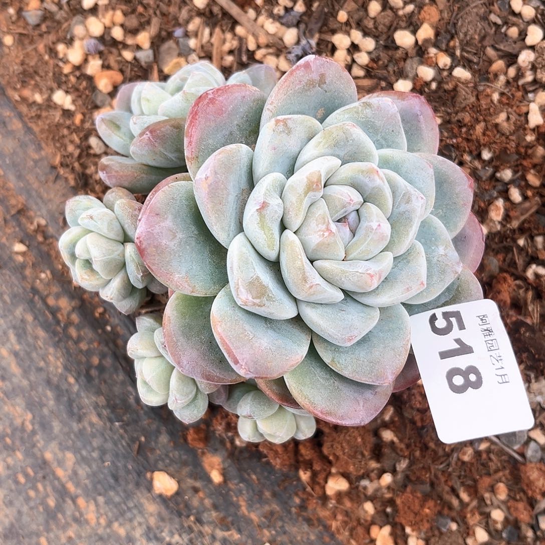 阿雅园艺。         脱土发货518