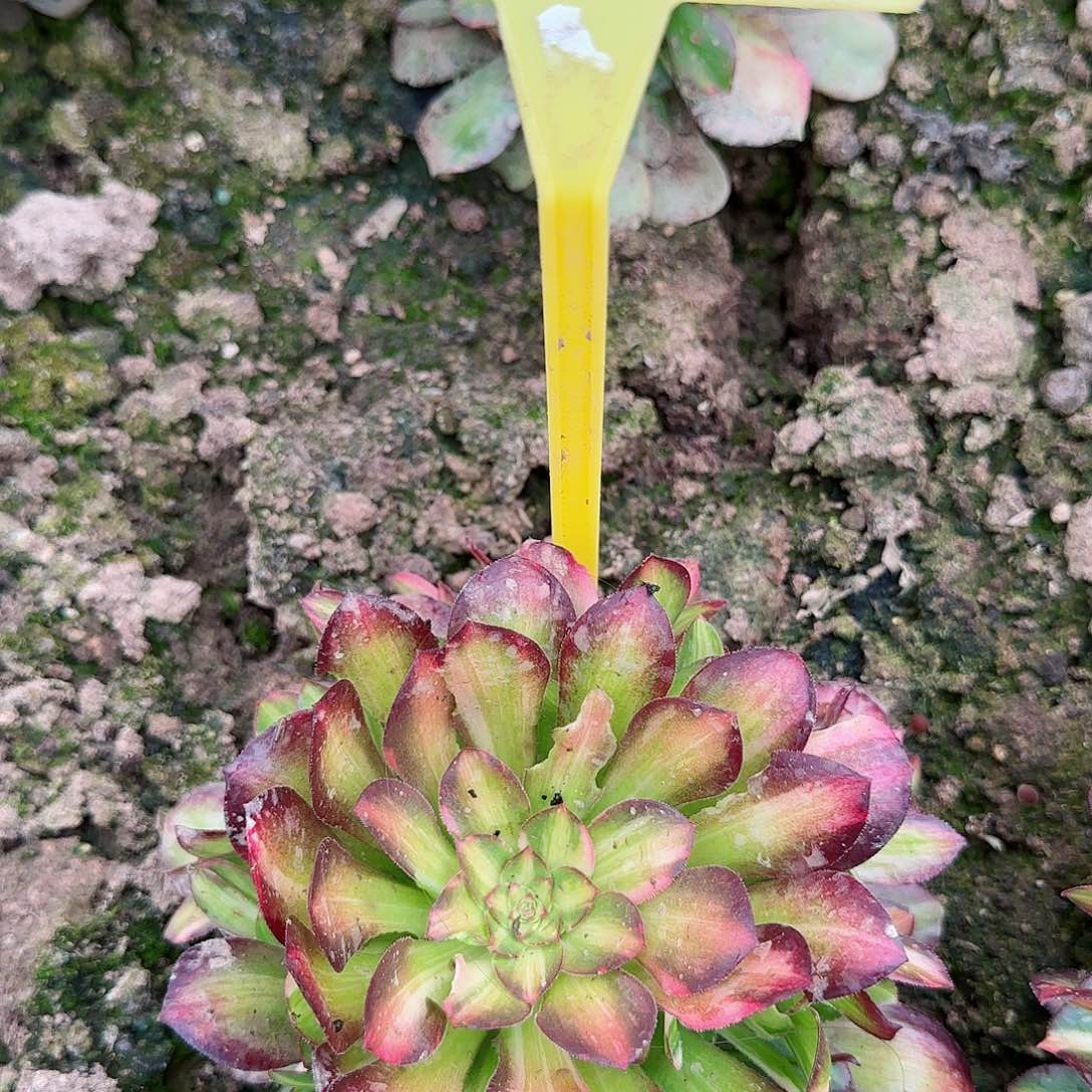 5-40---多头多肉植物