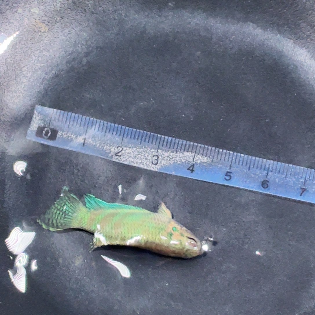 斗鱼精品国斗直播11