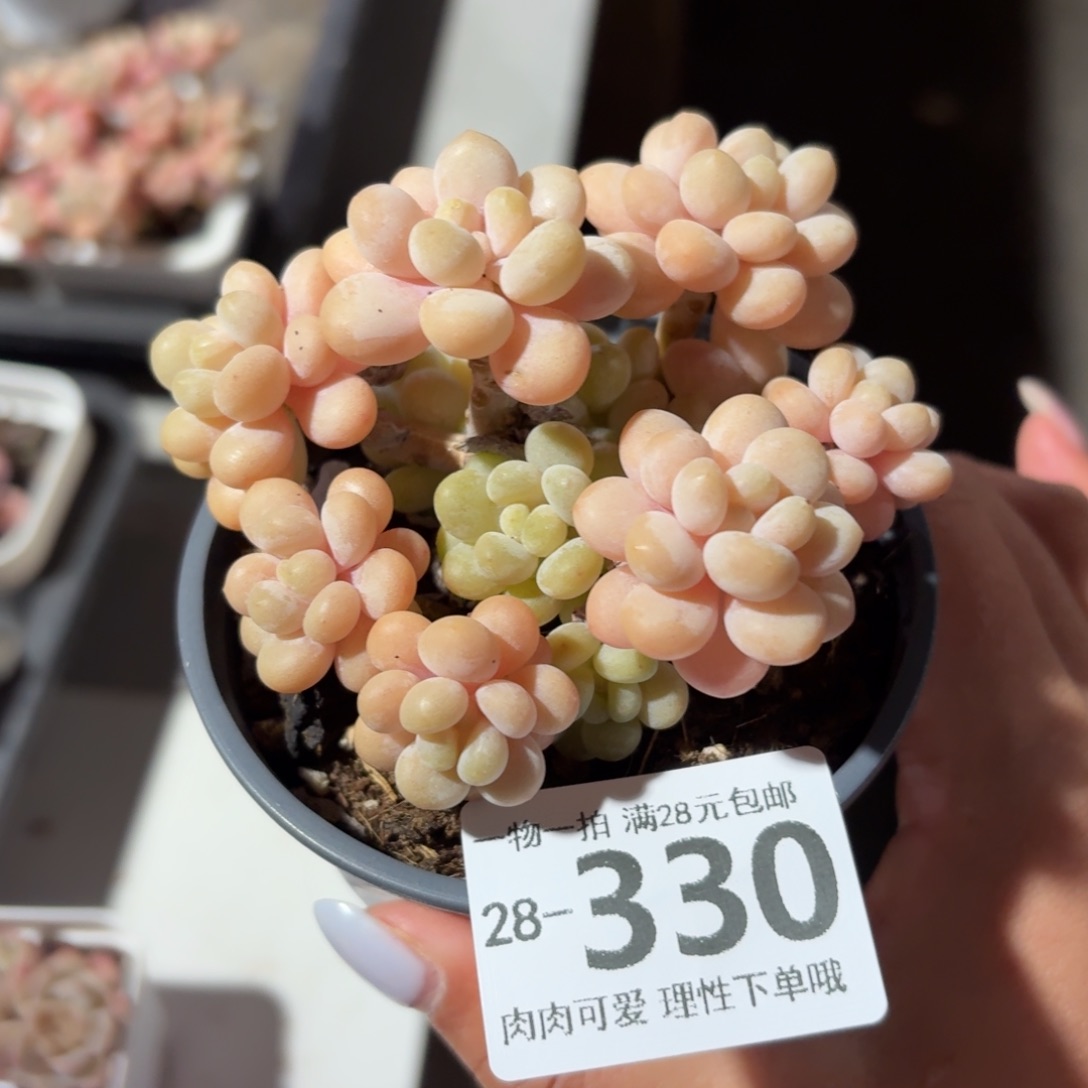 鱼子酱无盆土发货无