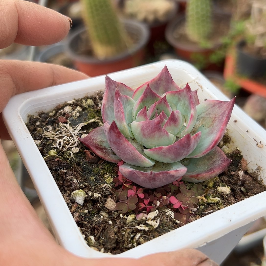 多肉植物多肉植物