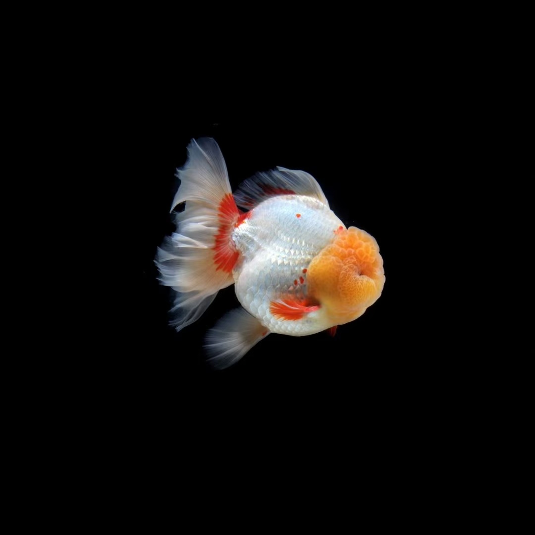 超萌金鱼精品百褶泰狮娃娃脸 好养好活冷水鱼一物一拍