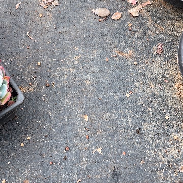 地栽香水26.8米 量拍多肉