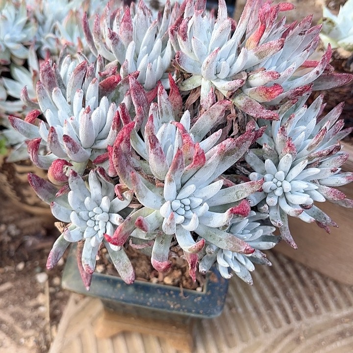 仙女杯多肉植物提取