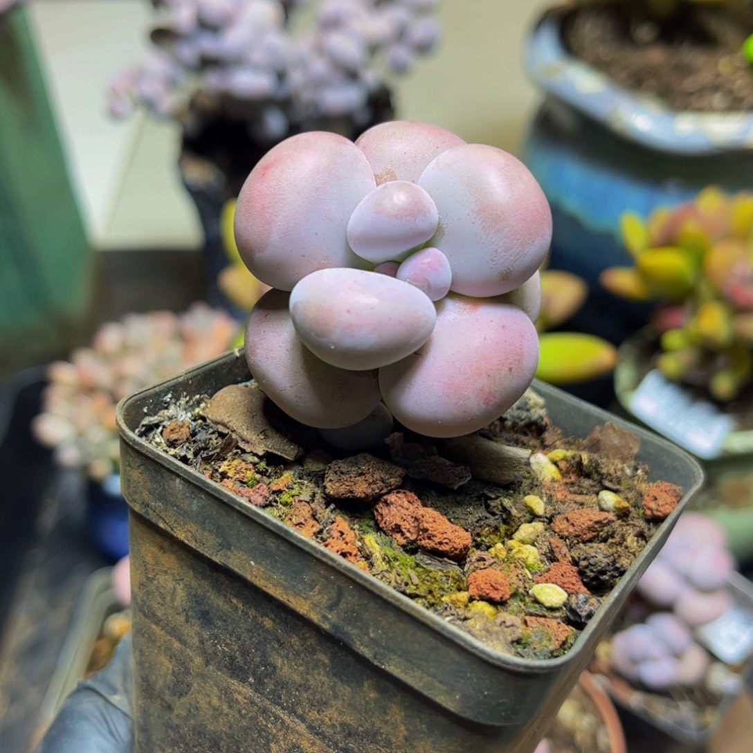 956芭比奶酪4厘米