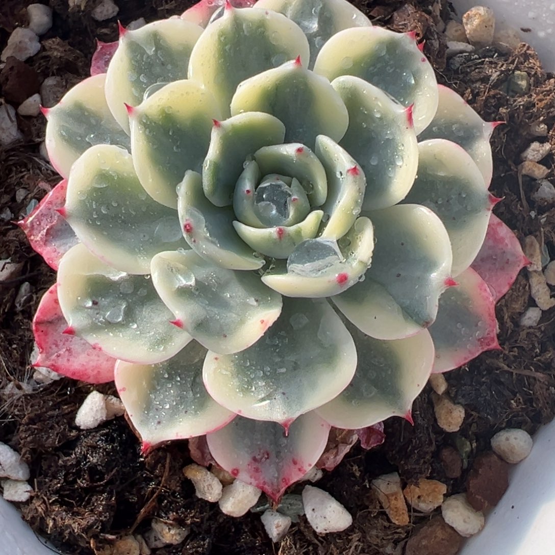 娜娜小勾锦，覆轮锦