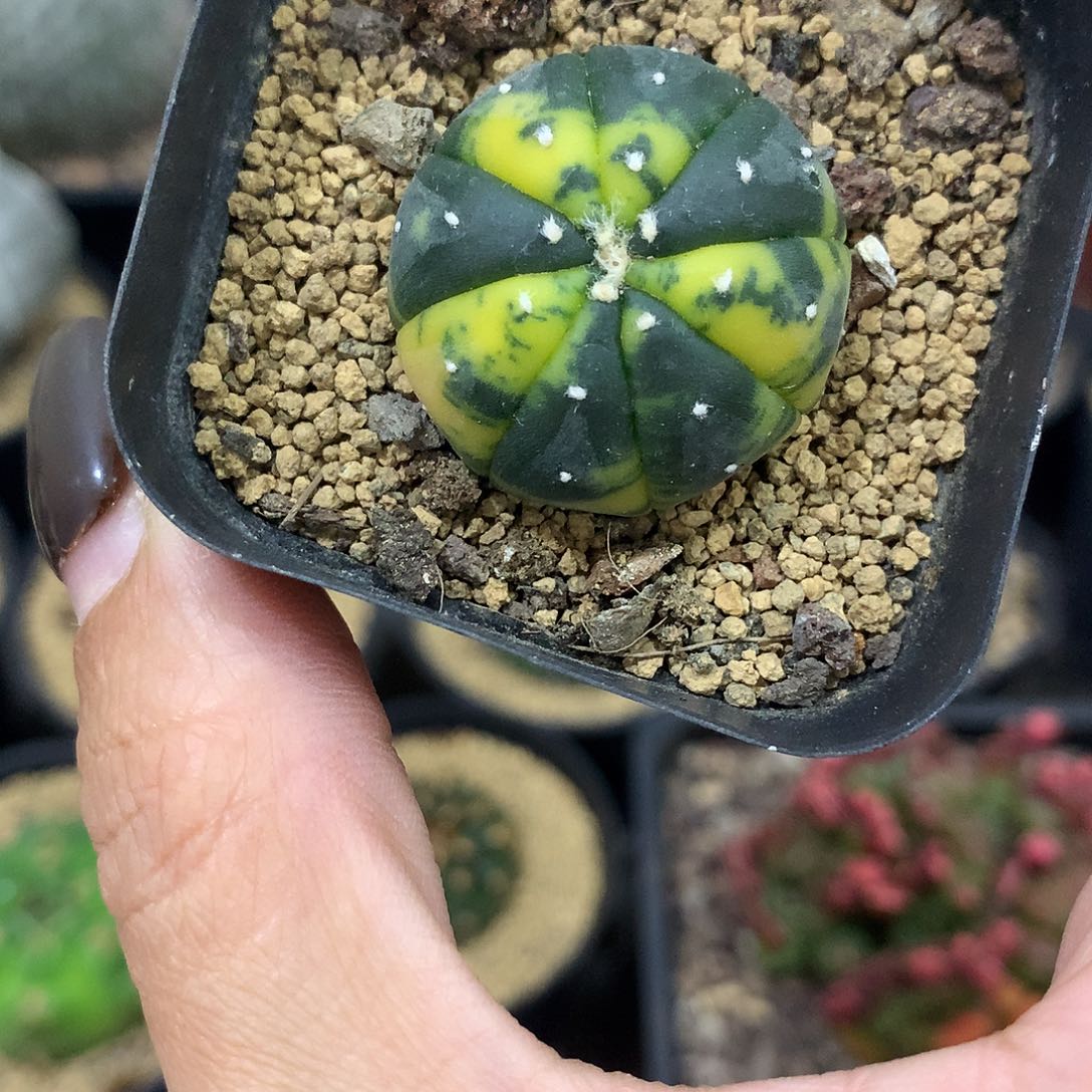 福利实生根散斑兜锦