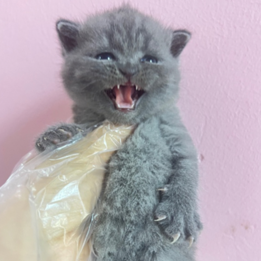 活体宠物英短蓝猫弟弟