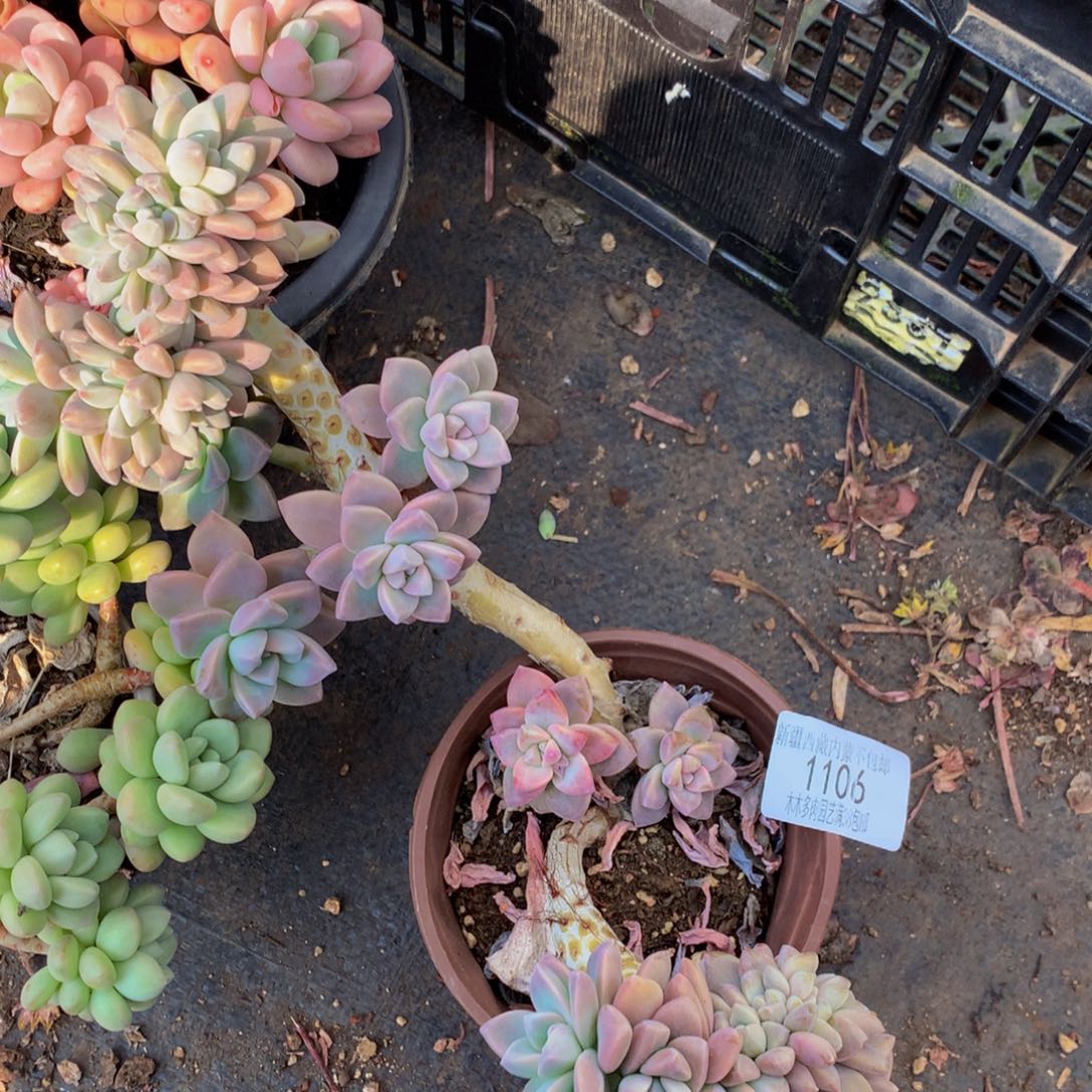 泸****行1106淡雪杂多肉