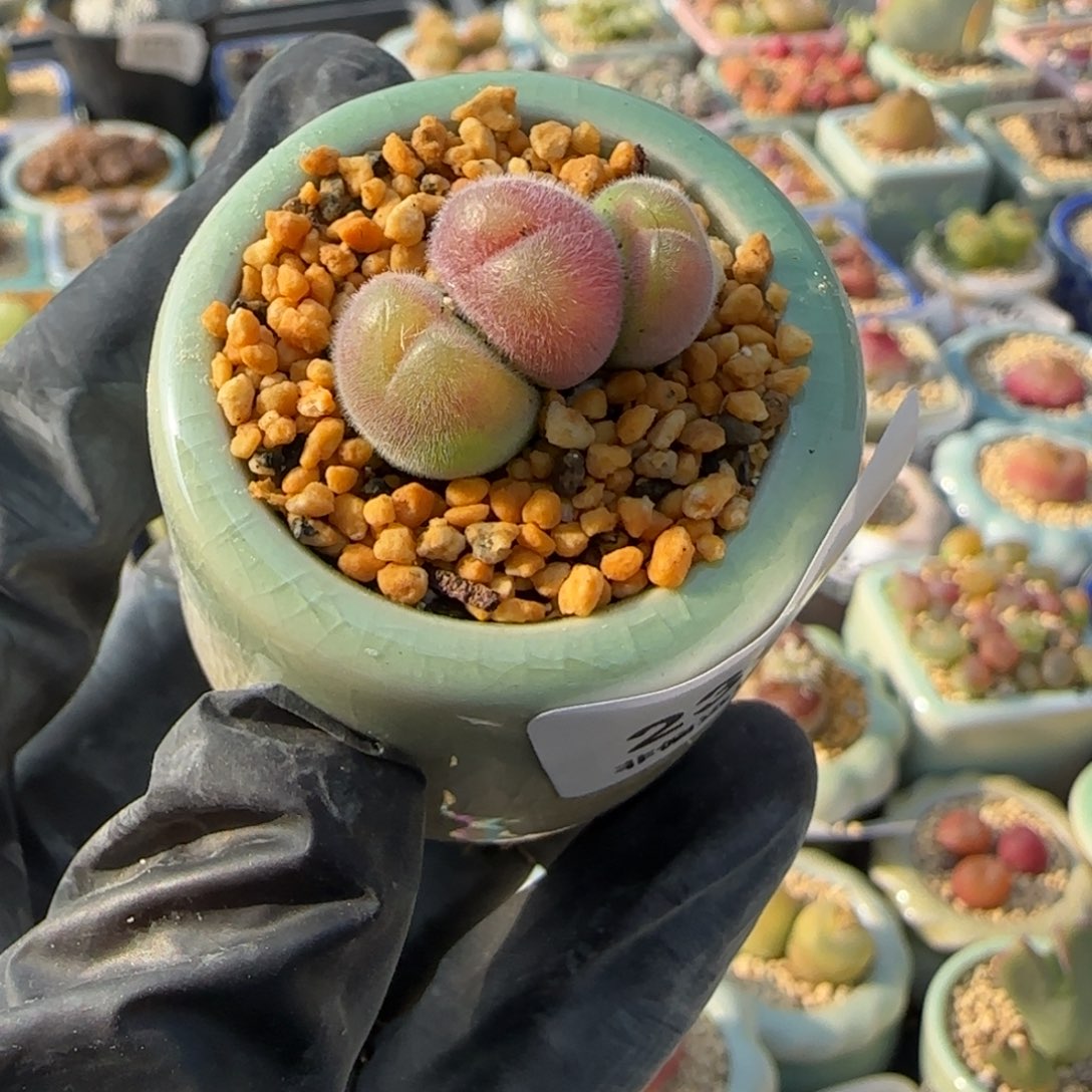 2391--一物一拍 带盆