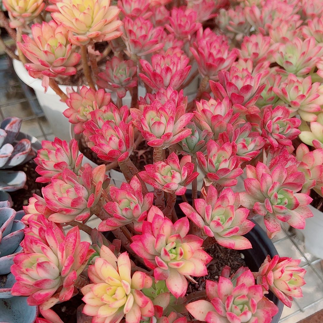 七彩云南叮当锦多头造型