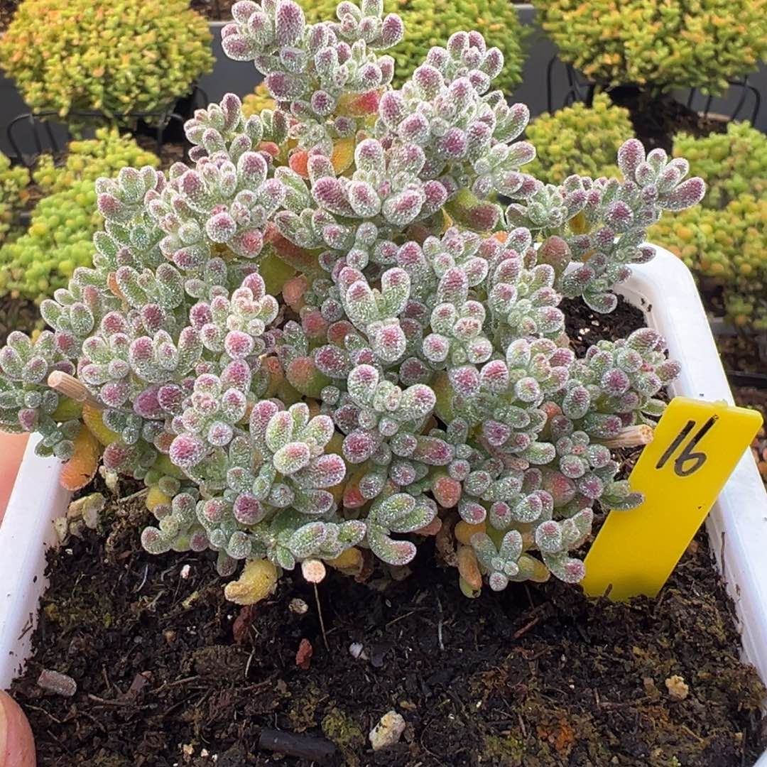 冰晶枝干16号10cm盆