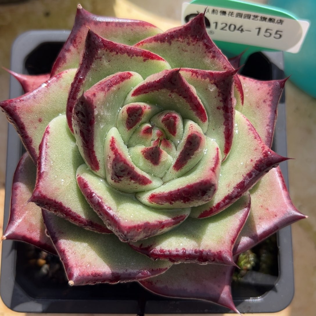 从前慢花园多肉编号1204-155