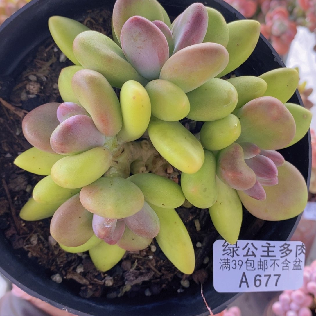 芒果奶10cm677多肉植物