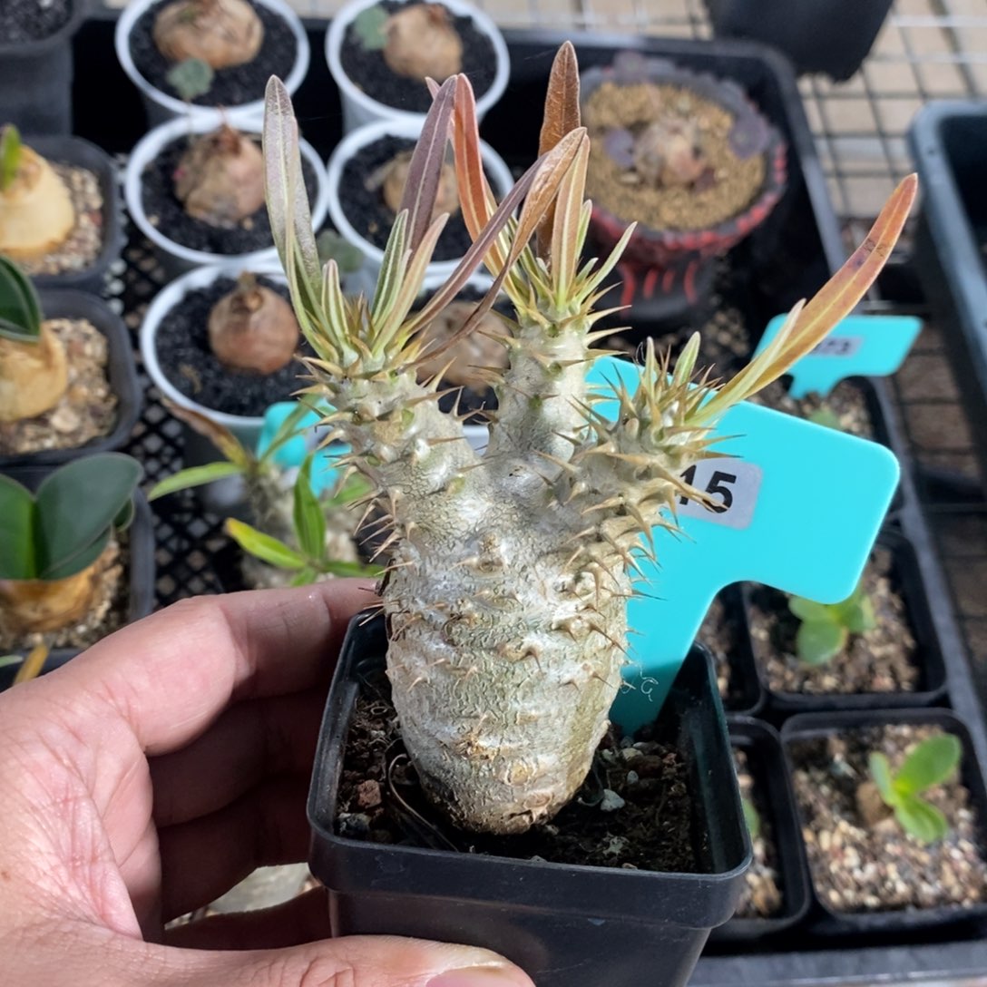 象牙宫多肉植物一个