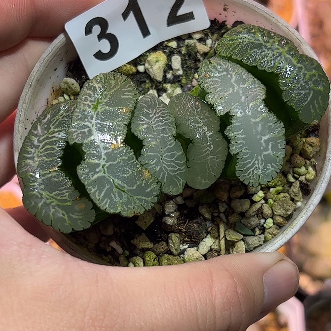 虞姬玉扇十二卷多肉植物