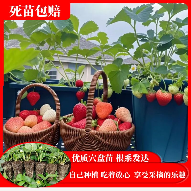 草莓苗基质穴盘新苗奶油丹东红颜天使淡雪白草莓黑珍珠包活包对版