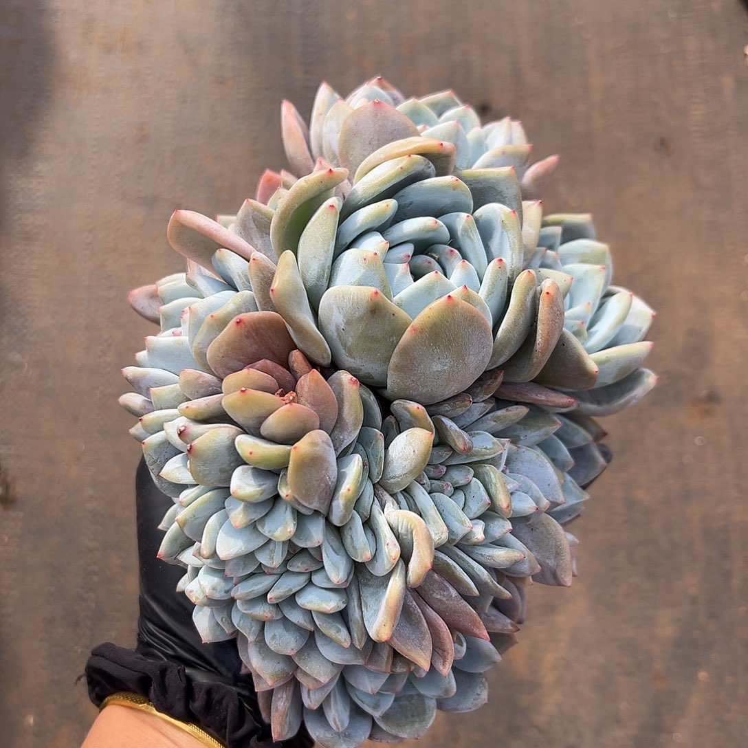 7头➕缀00000000000 