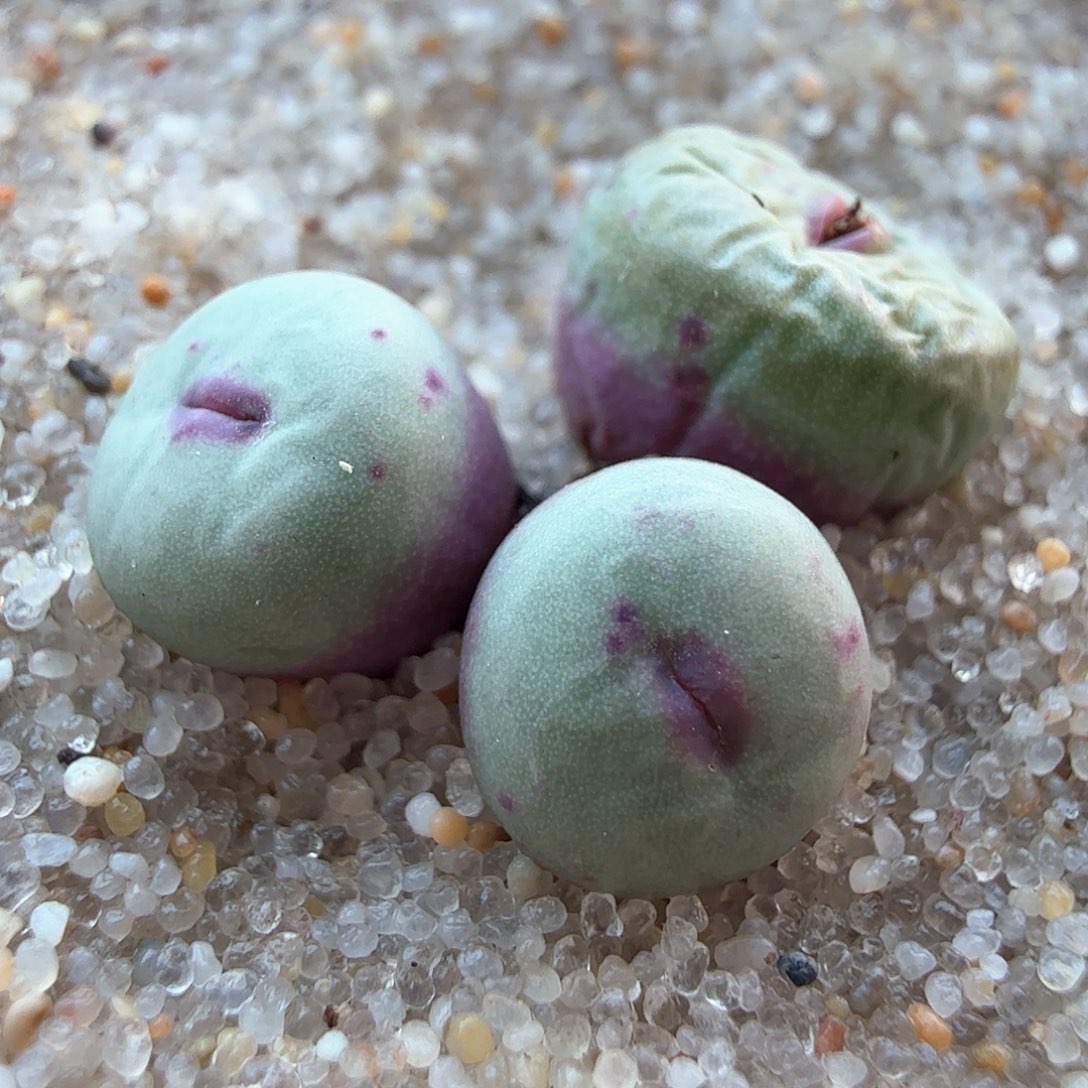 2.16.89/1380b红嘴/多肉植物