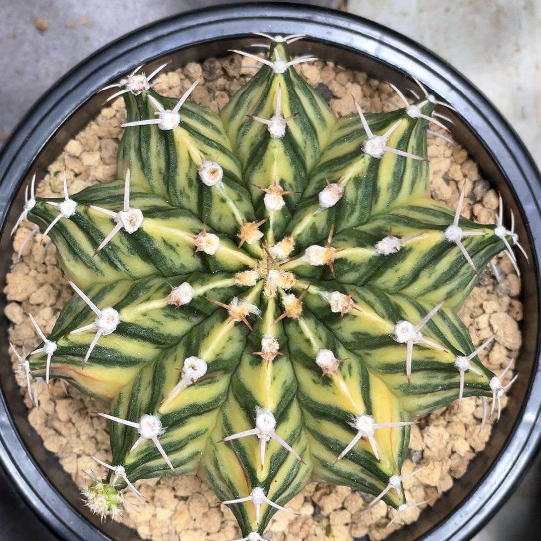 无花朵泰系实生，斑马纹肋骨锦