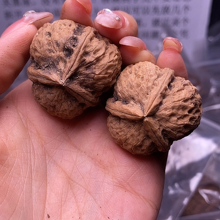 核桃云南野生铁核桃88号35mm