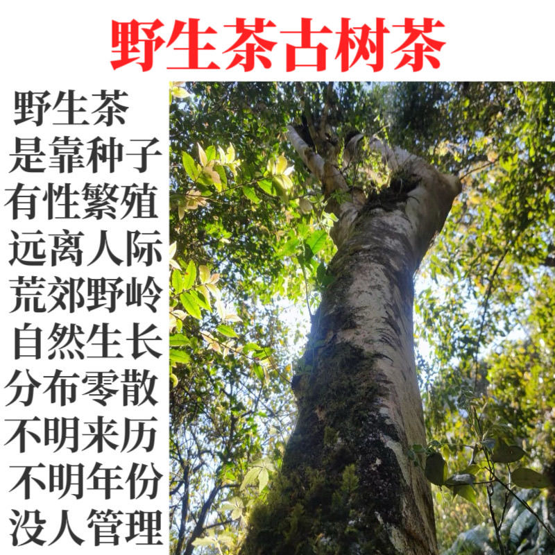 云南古树茶树临时链接1