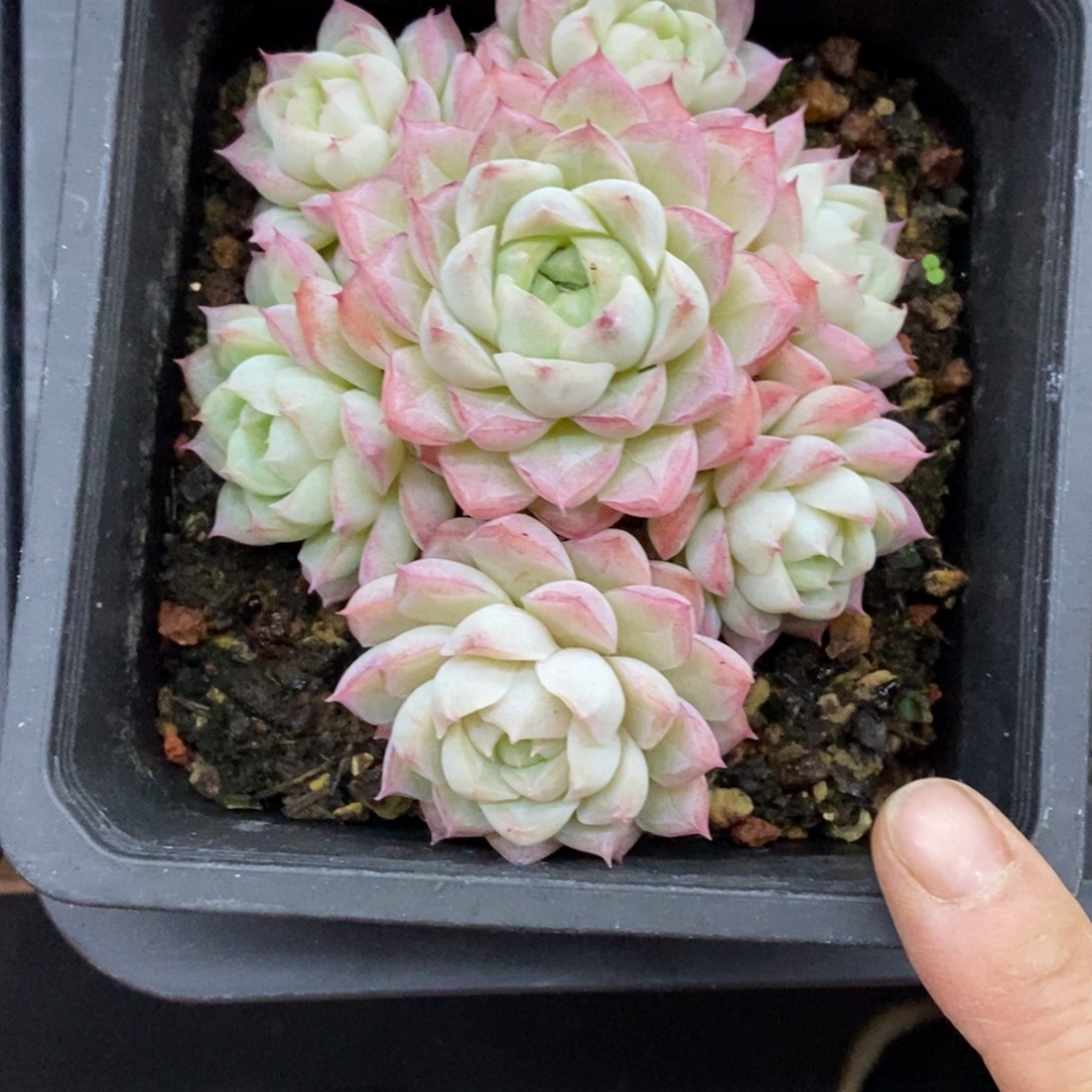 精品多肉一物一拍不包整497