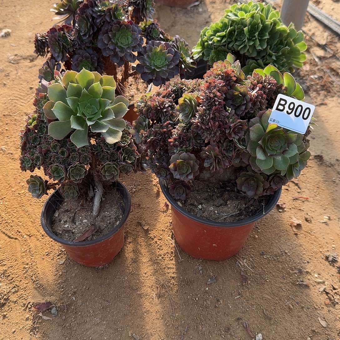 900铜壶绿缀玫瑰万缀微瑕共4颗