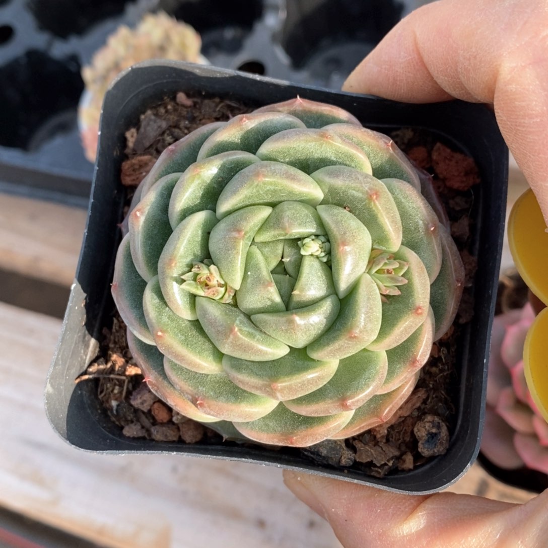 精品多肉一物一拍不包整20