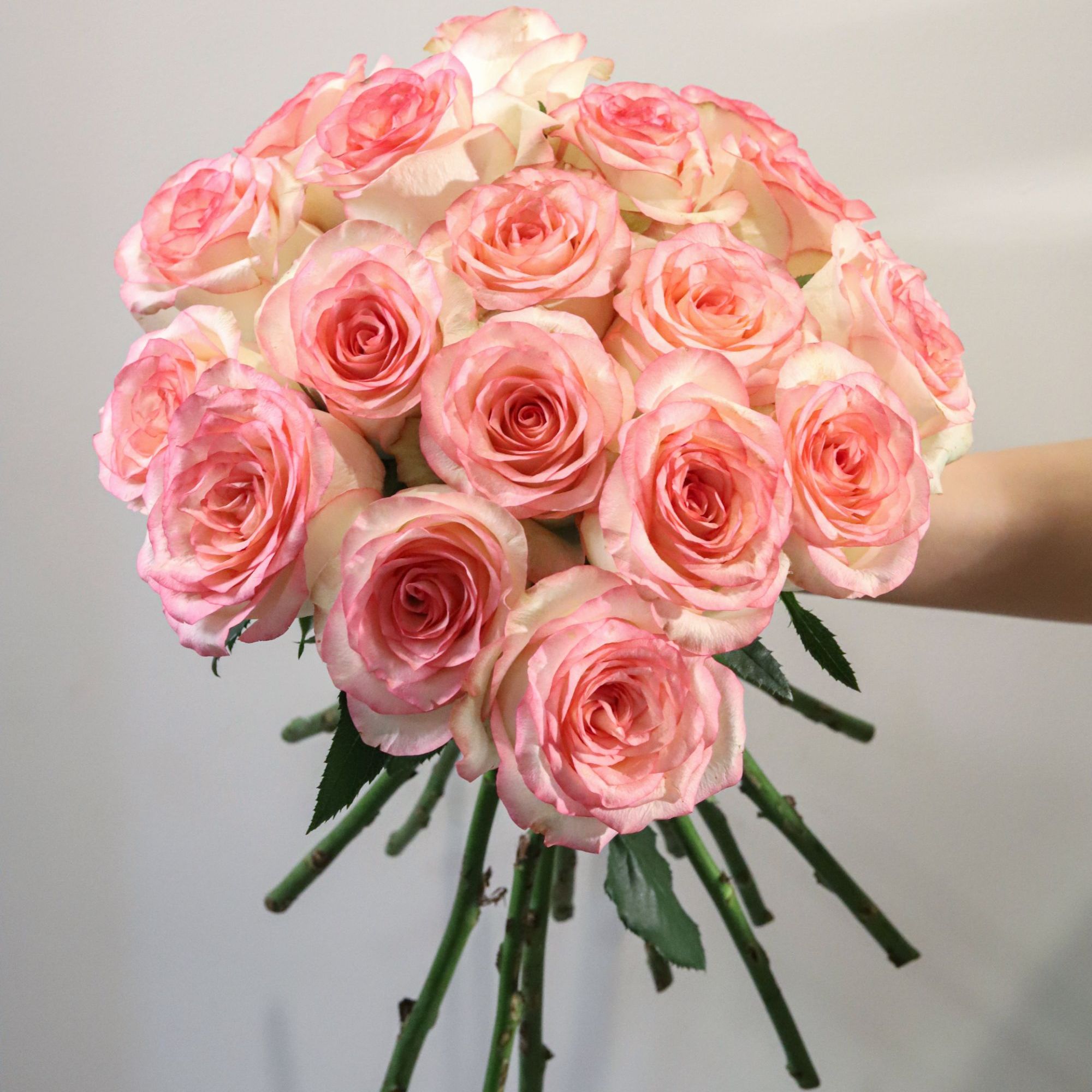 【云季花鲜】艾莎10枝两单升级顺丰冷链包邮+送配草