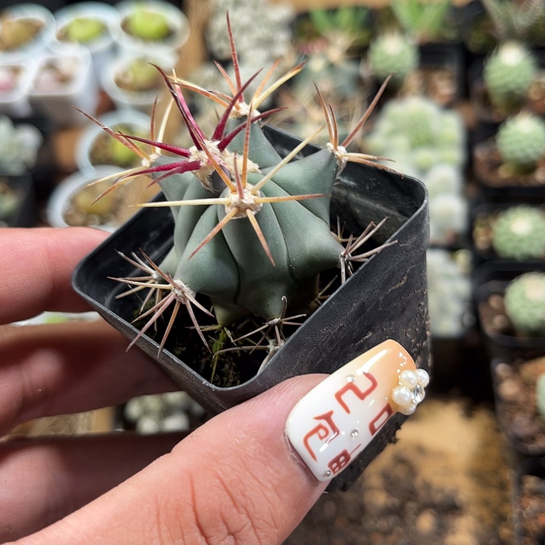 江守玉单头发货单头