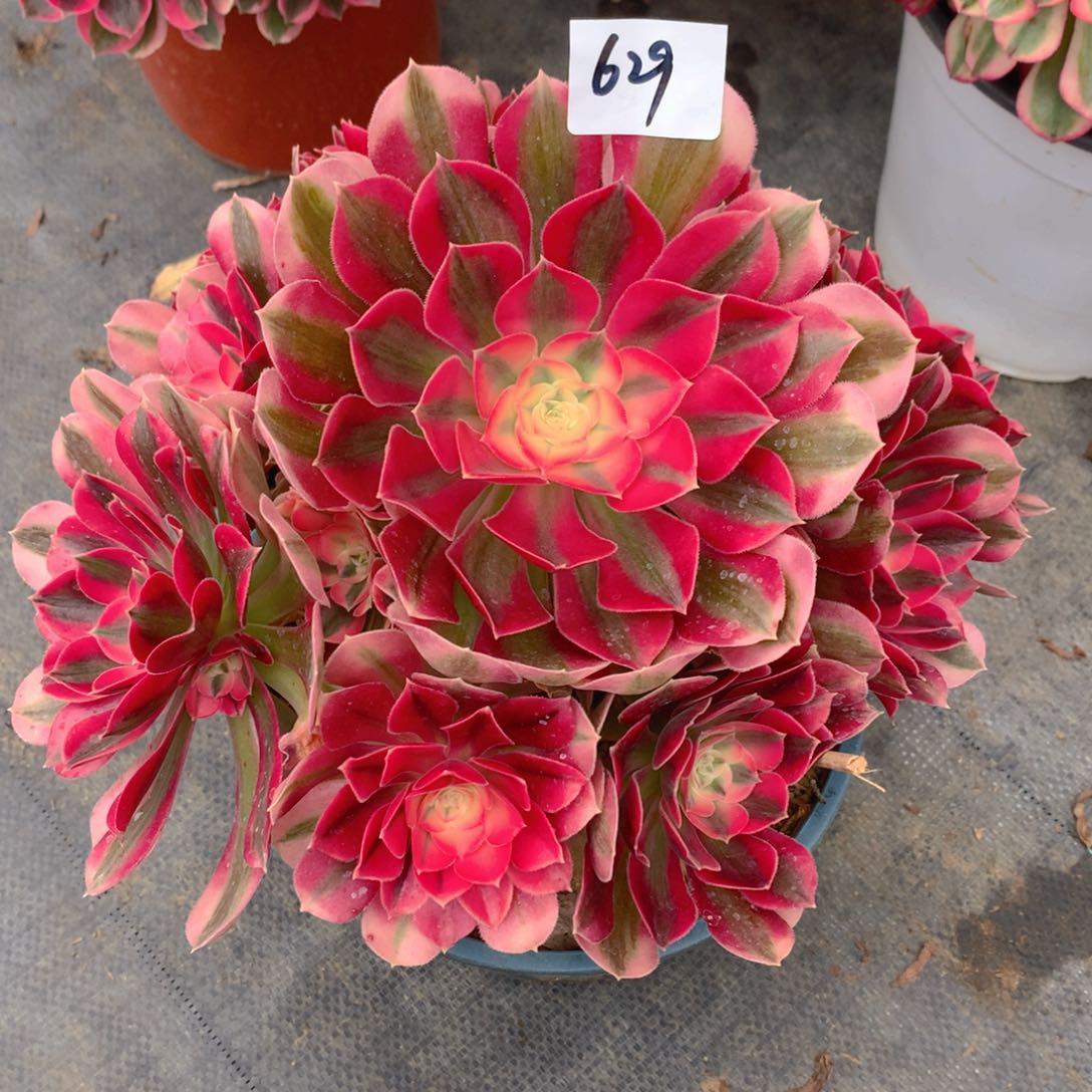 629粉女巫精品法师多肉