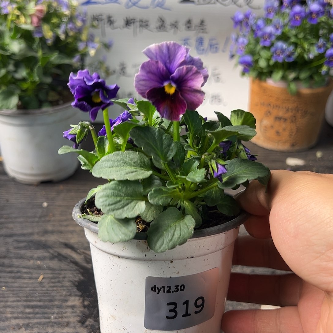 当前无花朵，栽培后可花朵319号