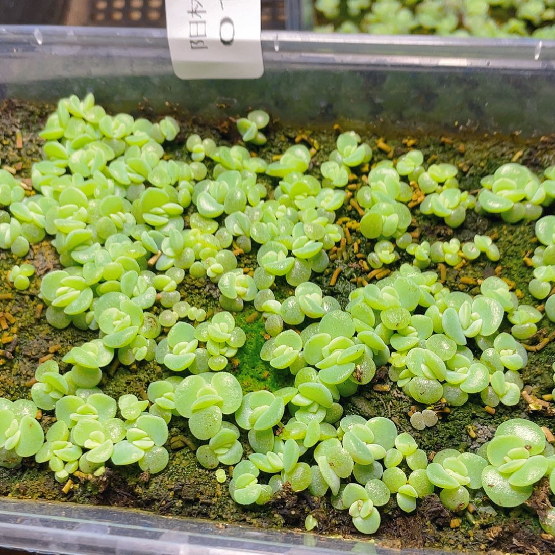 武***居多肉植物多肉植物161
