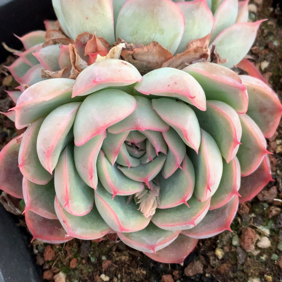 7045杂交多肉植物基地