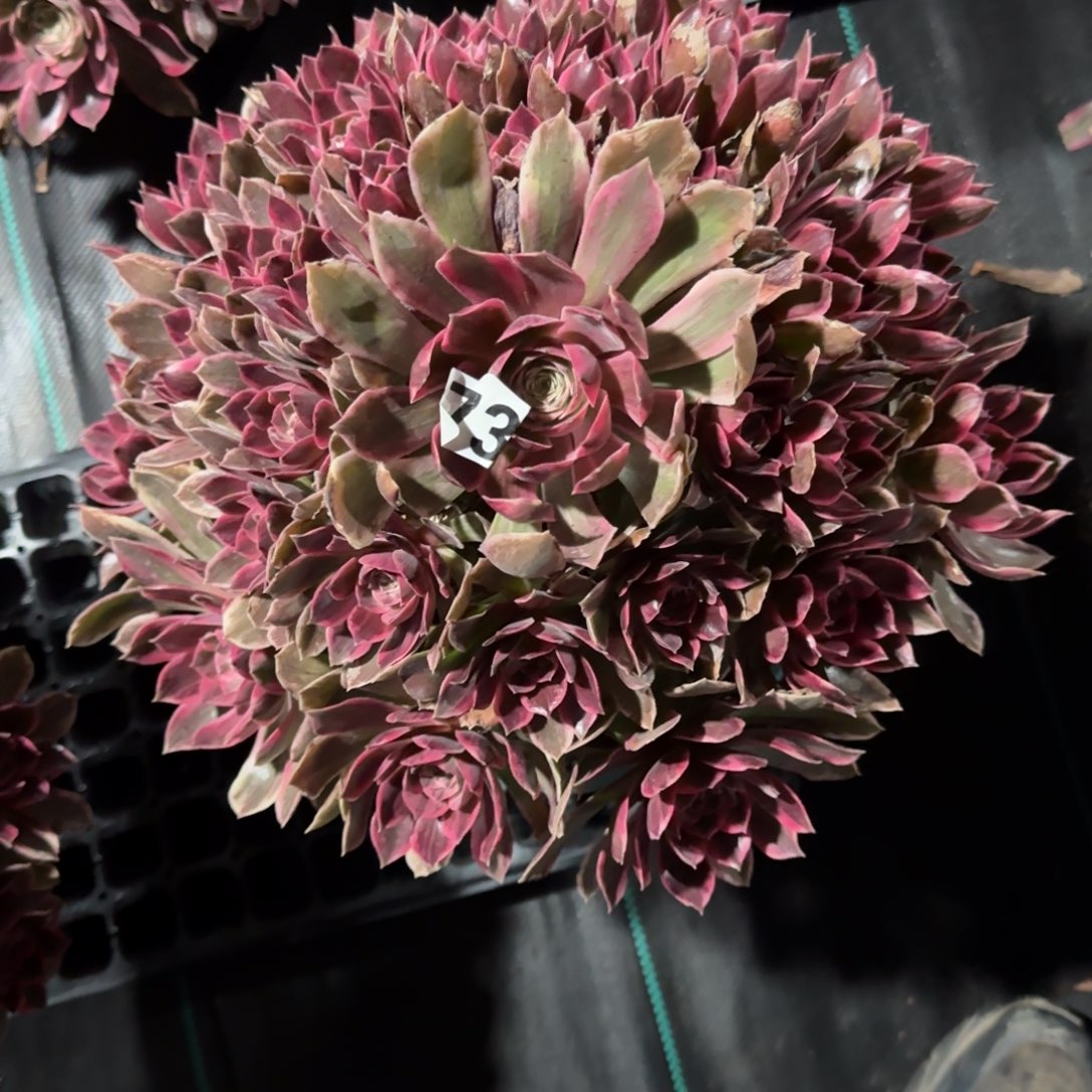 ?**风幻纱多肉大大大精品