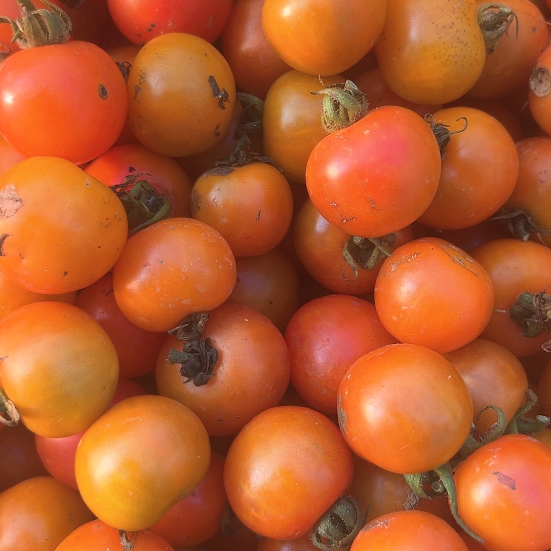 中国大陆3斤小西红柿