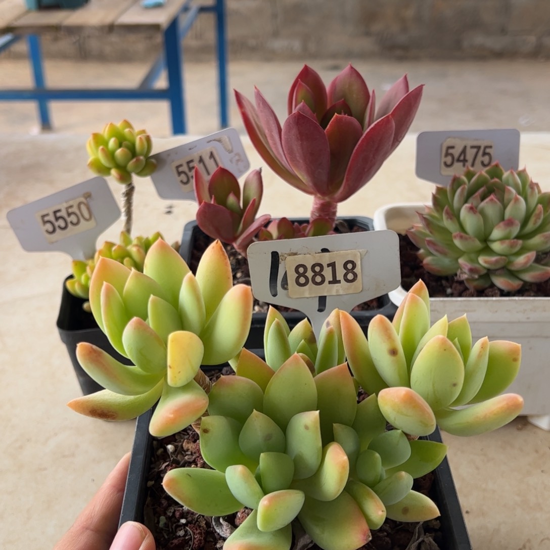 【闪购商品】海洋之心。8818。 11111111